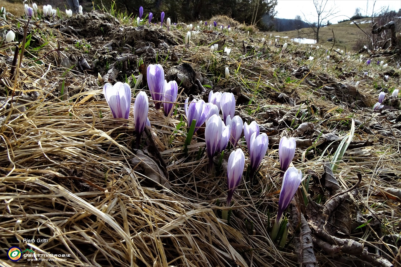 17 Crocus Vernus (Crocus primaverile).JPG